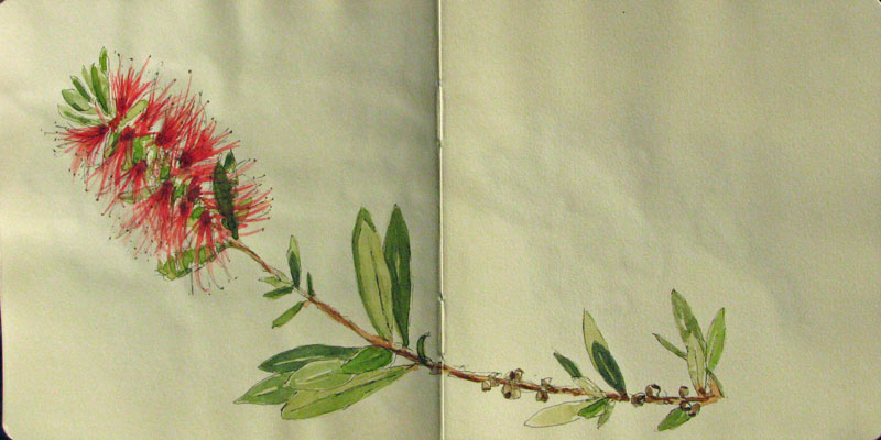 arizona-sketch-6