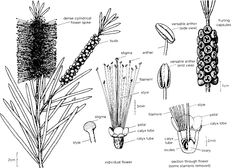 callistemon-illust-clear
