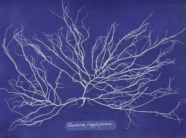 Anna Atkins