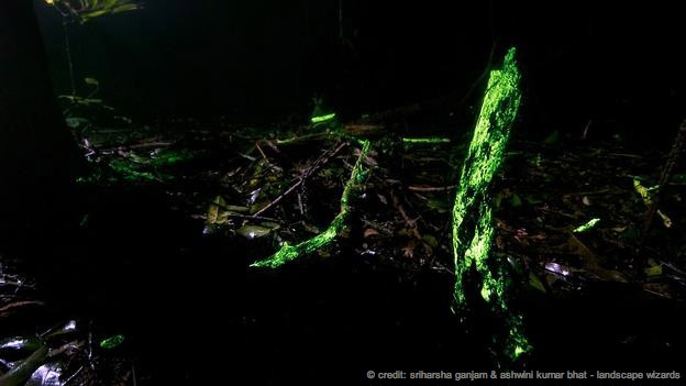 India’s  Mysterious Glowing Forests